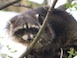 Racoon Elmwood IL